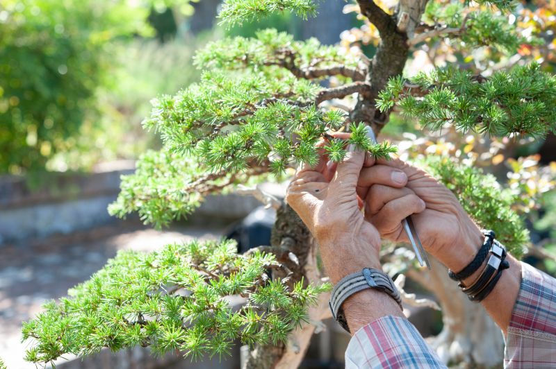 Local Japanese Pruning pros at work