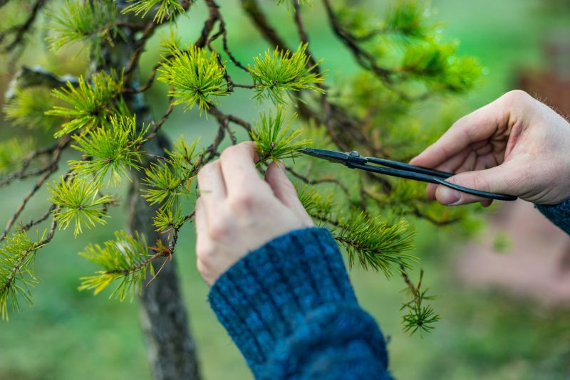 Japanese Pruning