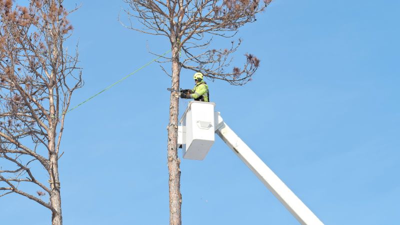 Tree Canopy Thinning