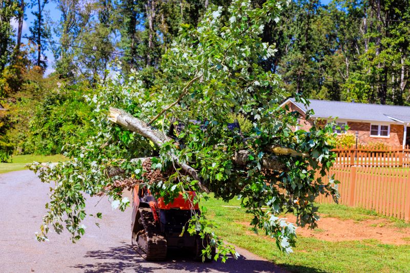 Tree Limbs Removal