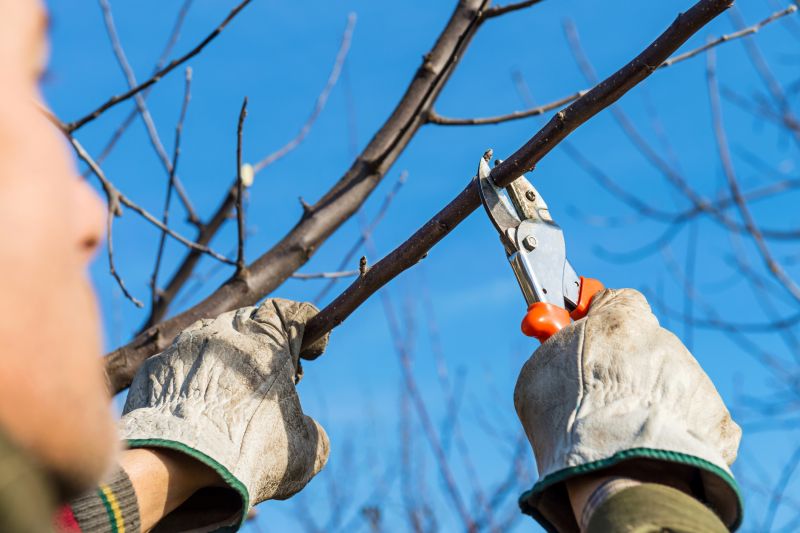 Japanese Pruning detail